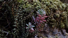 Sedum album