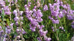 Calluna vulgaris