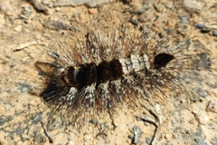 Lasiocampidae