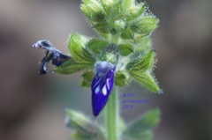 Salvia nana