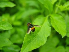 Phytomia