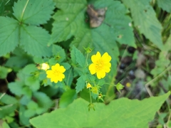 Potentilla fragarioides