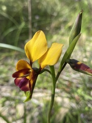 Diuris magnifica