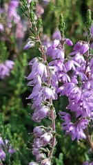 Calluna vulgaris