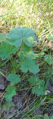 Alchemilla