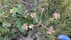 Cochlearia groenlandica