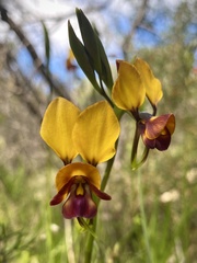 Diuris magnifica