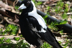 Gymnorhina tibicen