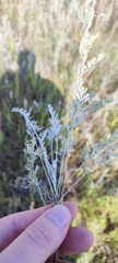 Artemisia nitrosa