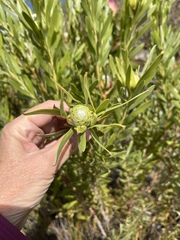 Leucadendron meridianum