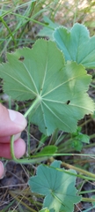 Alchemilla