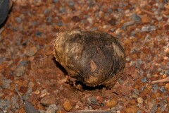 Pisolithus