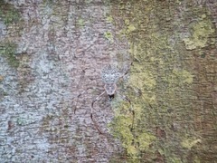 Herennia multipuncta