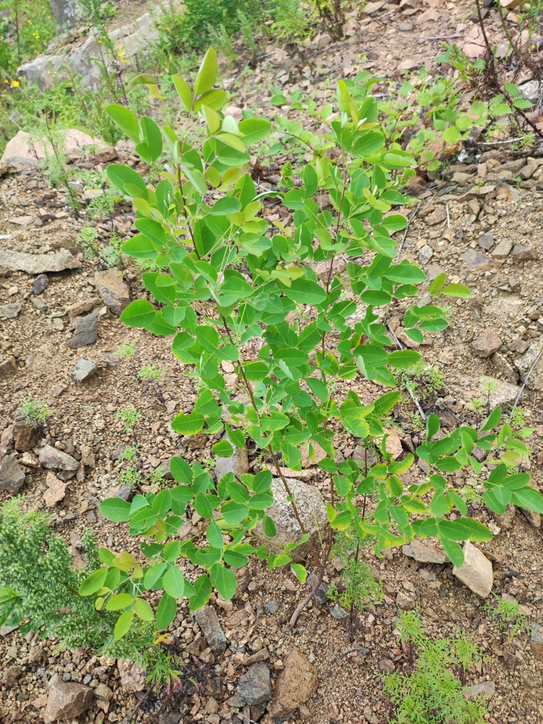 Lespedeza bicolor, Vladivostok gorsovet, RU-PR, RU
