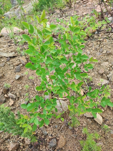 shrub lespedeza (Lespedeza bicolor)