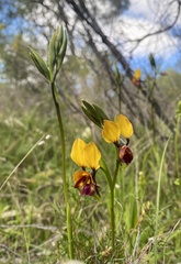 Diuris magnifica