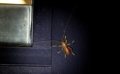 Camptonotus carolinensis