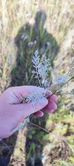 Artemisia nitrosa