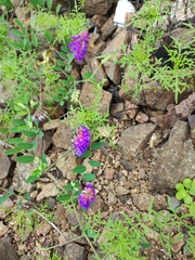 Vicia amurensis