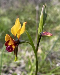 Diuris magnifica