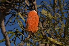 Banksia prionotes