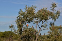 Banksia prionotes