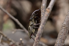 Lucanus lunifer