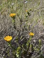 Oedera capensis