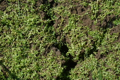 Callitriche palustris