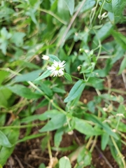 Stellaria radians