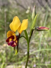 Diuris magnifica