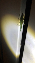 Microcentrum retinerve