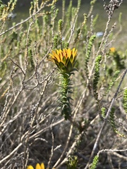 Oedera capensis