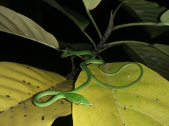 Ahaetulla prasina
