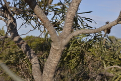 Banksia prionotes