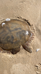 Catostylus tagi