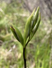 Diuris magnifica