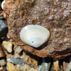 Macoma