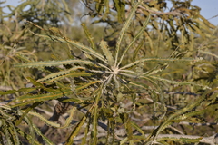 Banksia prionotes