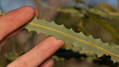 Banksia prionotes