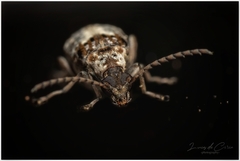 Pectinibruchus longiscutus
