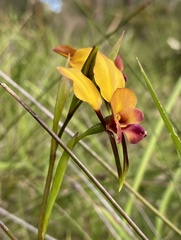 Diuris magnifica