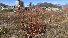 Rumex acetosa