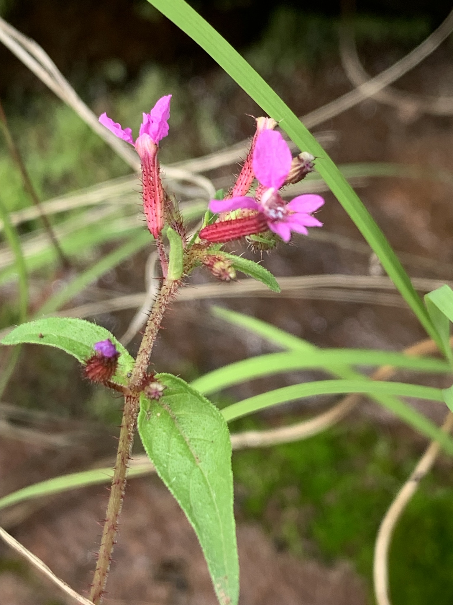 Cuphea wrightii