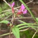 Wright's Waxweed - Photo (c) Eric Hough, some rights reserved (CC BY-NC), uploaded by Eric Hough