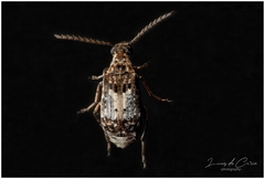 Pectinibruchus longiscutus