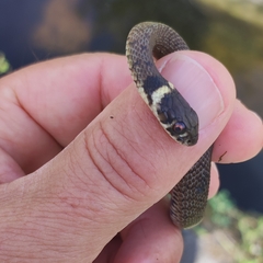 Natrix astreptophora