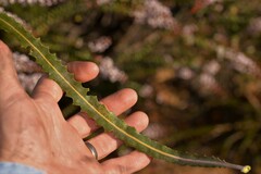 Banksia prionotes