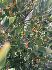 Pterocelastrus tricuspidatus