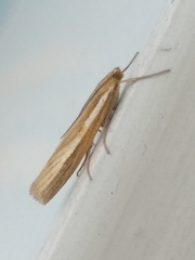 Agriphila tristella